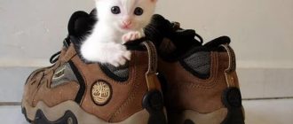 Кот в обуви