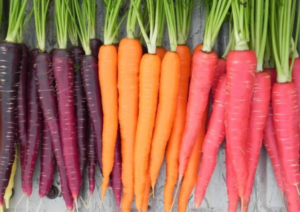 Морковь - довольно капризный корнеплод
