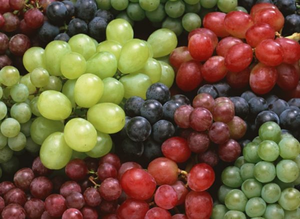 Лучшей лежкостью обладают виноградные грозди с упругими созревшими ягодами