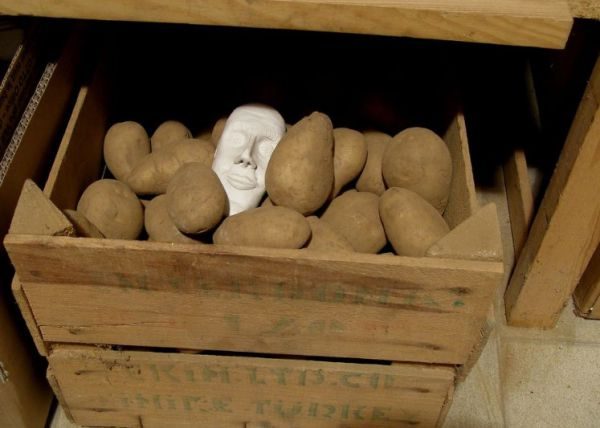 Картофель хранят в больших объемах, поэтому целесообразно выбирать ящики