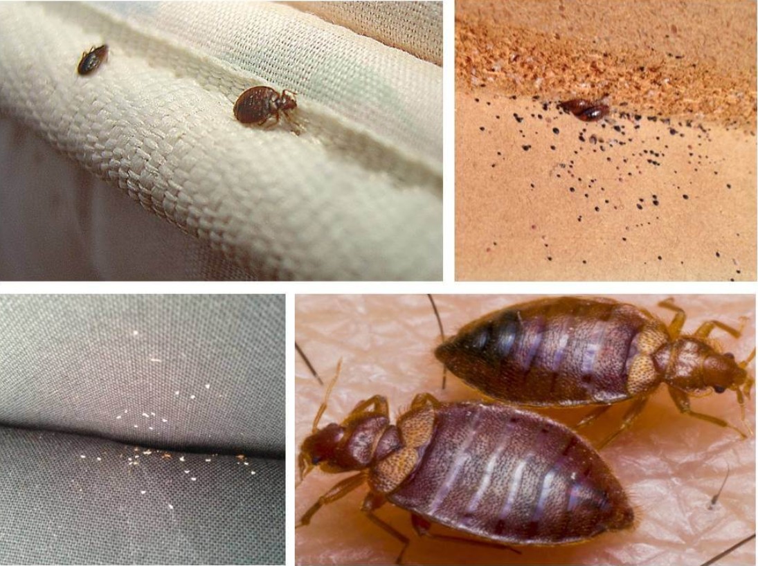 Домашние насекомые разводит человек. Постельный клоп (Cimex lectularius). Клоп постельный кровососущий паразит. Клоп постельный эктопаразит. Бельевые клопы санэпидемстанция.
