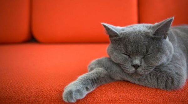 Если кошка пометила подушку мягкой мебели, важно срочно удалить жидкость
