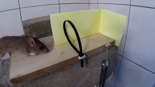 Как поймать крысу в доме: самодельный капкан