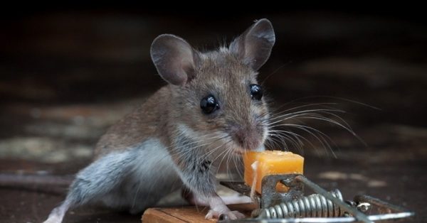 Как поймать мышь в квартире: 5 способов