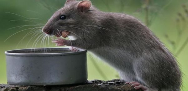 Издавна для борьбы с крысами или мышами в доме заводили кошку