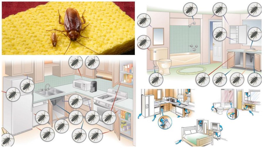 Где тараканы живут в квартире?