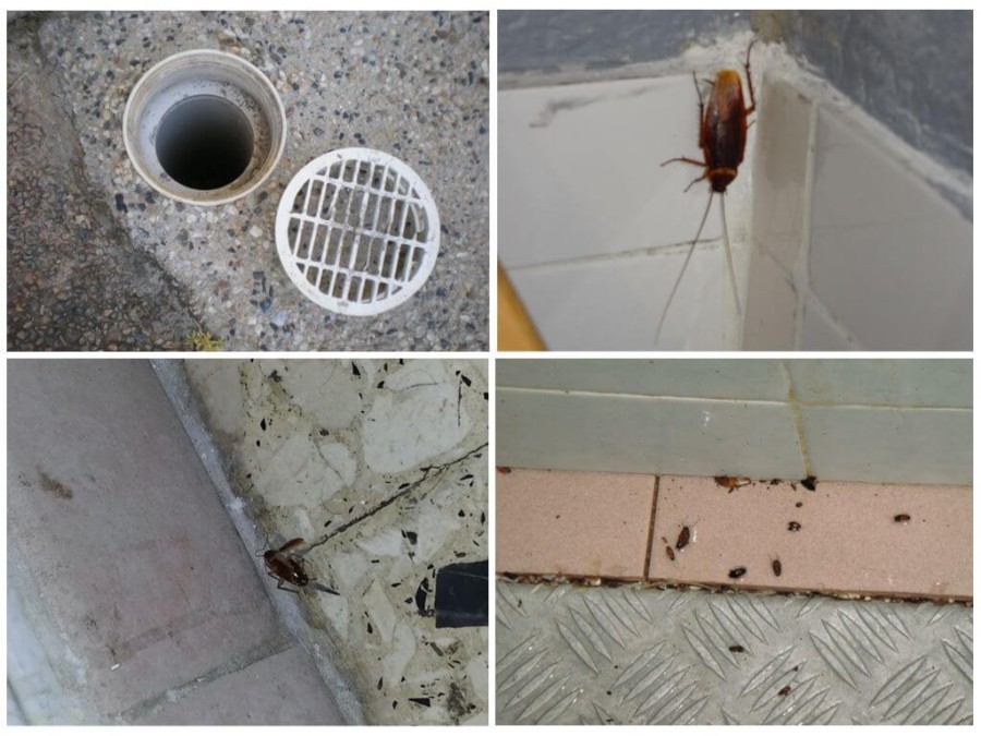 Как обнаружить тараканов в домашних условиях – способы