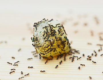 Кислота борная от муравьев – как использовать?