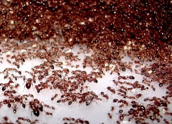 маленькие рыжие муравьи